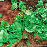 Torbernite