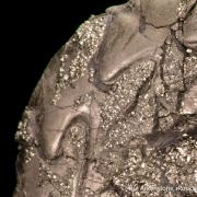 Pyrite replacing Ammonite fossil