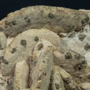 Siderite with Pyrite and Quartz