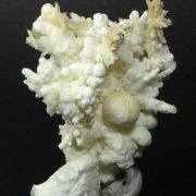 Aragonite and Calcite