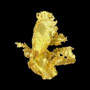 Gold TN!