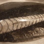 Ammonite fossil cabochons