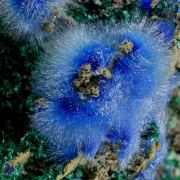 Cyanotrichite with Brochantite