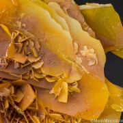 Wulfenite