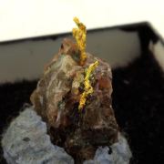 Native Gold. 9.95 ct.