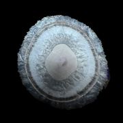 Baryte, marcasite