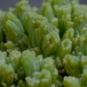 Pyromorphite