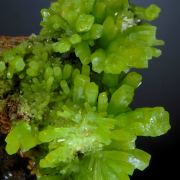 Pyromorphite 