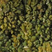 Pyromorphite - classic locale, ex Frank Wright collection 
