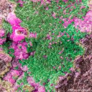 Kolwezite, Malachite on Cobaltian Calcite