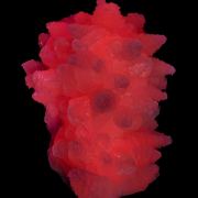 Calcite var Manganoan (fluorescent)