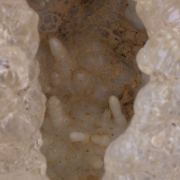 Opal var. Hyalite