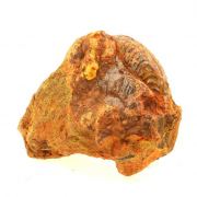 Fossil Grammoceras Penestriatulum. (7.5 cm)