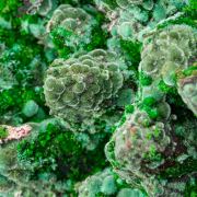 Olivenite, Conichalcite on Goethite after Calcite