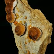 WULFENITE and BARYTE - Les Dalles Mine, Morocco