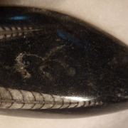 Ammonite fossil cabochons