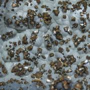 Corkite with Plumbogummite