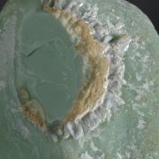 Gordonite (rare Phosphate) on Variscite, type locality