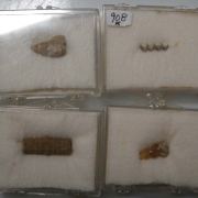 Fossil collection