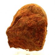 Fossil Pseudogrammoceras Fallaciosum. (12 cm)