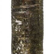 Tourmaline Var. Liddicoatite