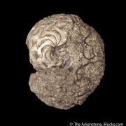 Pyrite replacing Ammonite fossil