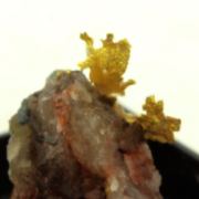 Native Gold. 11.80 ct.