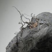 Native Silver wires on Acanthite, Calcite etc.