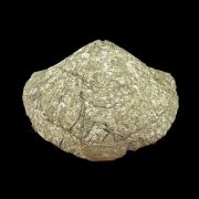 Pyritised SPIRIFER brachiopod