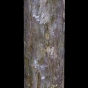 Lepidolite pseudomorphing after Elbaite