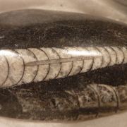 Ammonite fossil cabochons