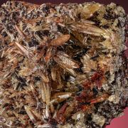 Mimetite 