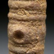 Fossil collection