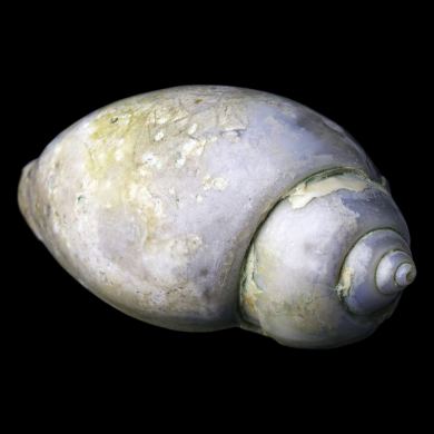 Agatized Gastropod 