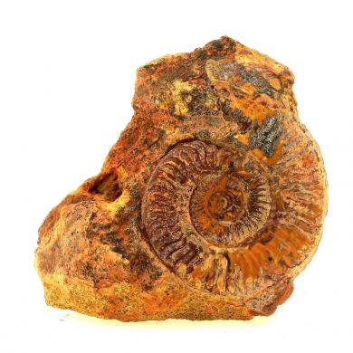 Fossil Grammoceras Penestriatulum. (7.5 cm)