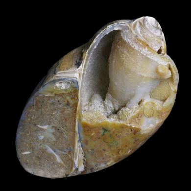 Agatized Gastropod 