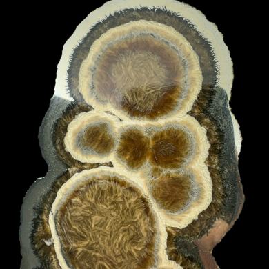 Baryte, marcasite