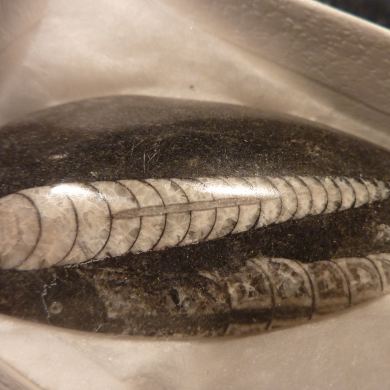 Ammonite fossil cabochons