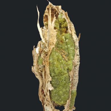 Andradite Garnet var. Demantoid, with Chrysotile