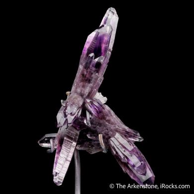 Quartz var. Amethyst (Romero Trophy winner)