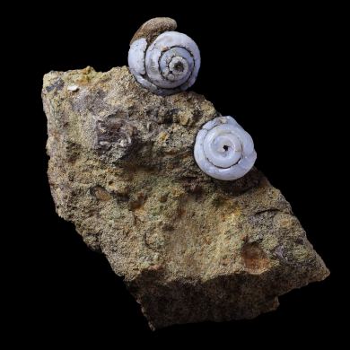 Helix in lussatite 