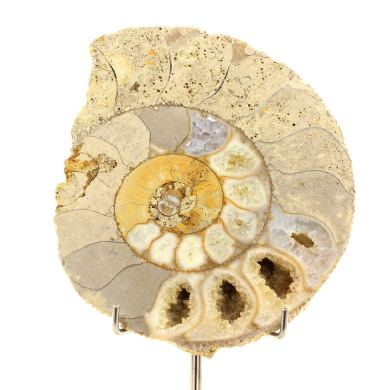 Fossil Bajocisphinctes 1167.60 ct.