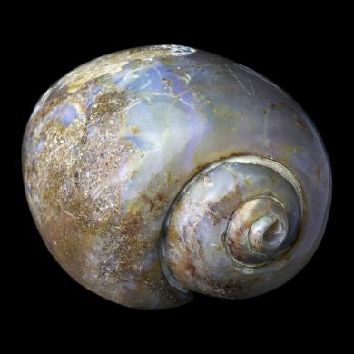 Agatized Gastropod 