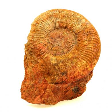 Fossil Pseudogrammoceras Fallaciosum. (10 cm)