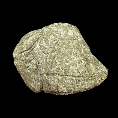 Pyritised SPIRIFER brachiopod