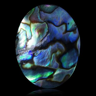 Abalone 32,36 ct 