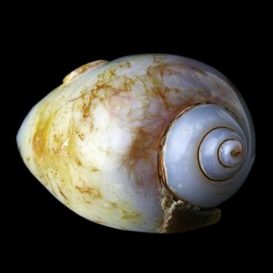 Agatized Gastropod 
