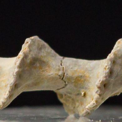 Fossil collection
