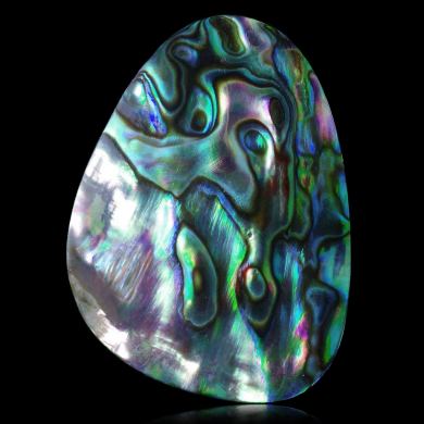 Abalone 40,59 ct 