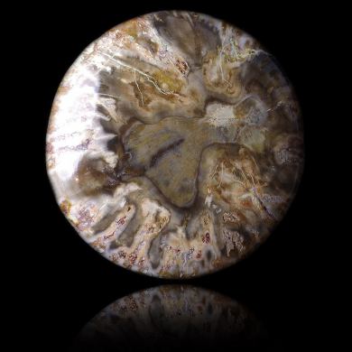 Fossil wood 19,05 ct 